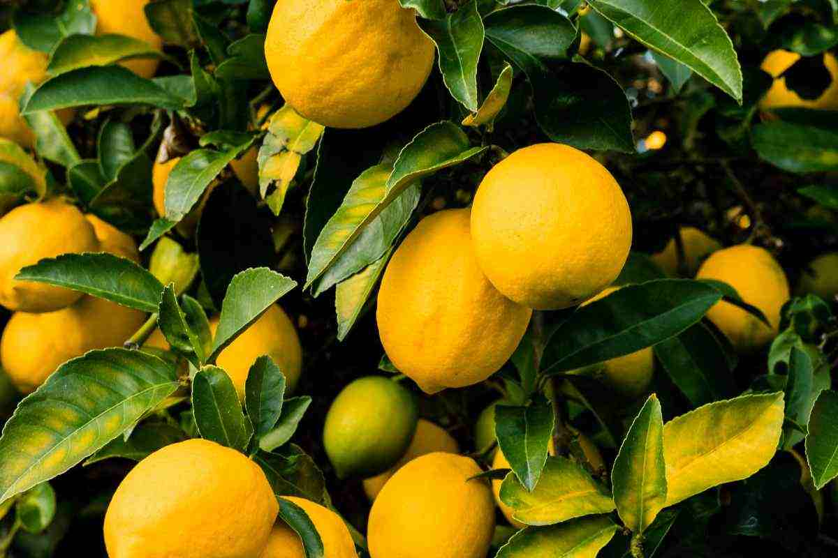 Alberi di limone a settembre