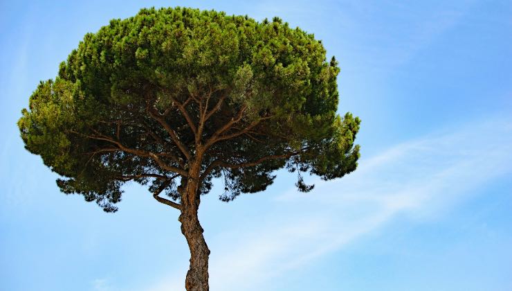 Regalate un albero: un'idea geniale e sostenibile