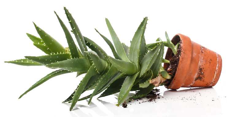 Piante facili da curare