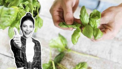 conserva le foglie di basilico così