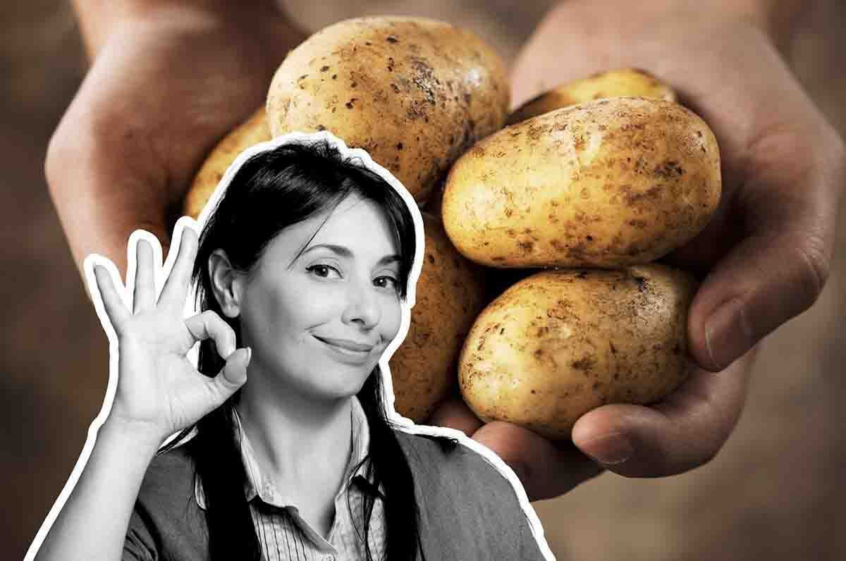 le patate possono essere coltivate in casa ecco come fare
