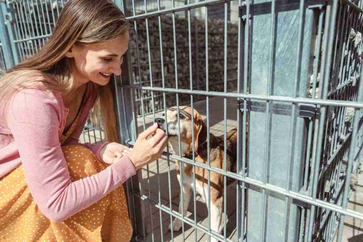 Cane adottato canile