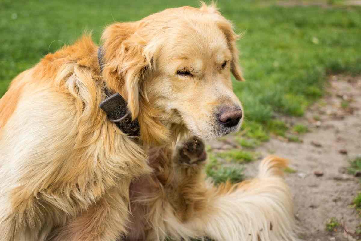 antiparassitario per cani fatto in casa