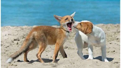 Un cane gioca con una volpe sulla spiaggia