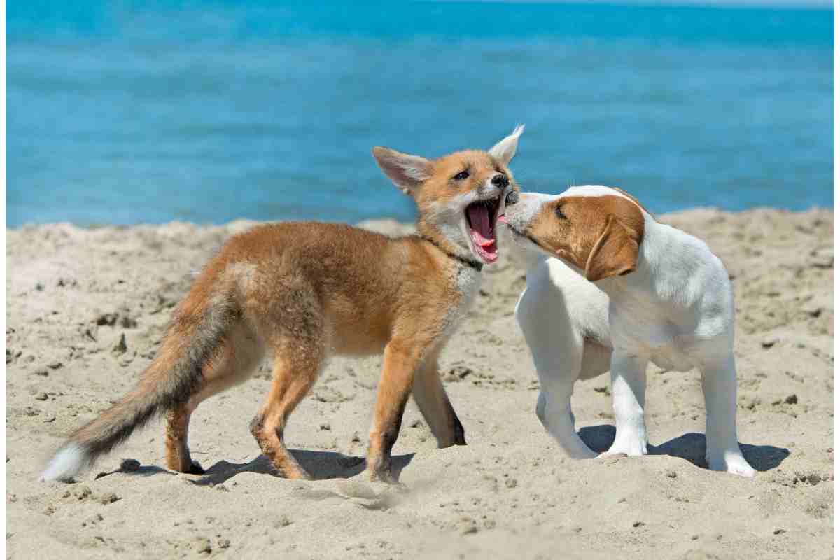 Un cane gioca con una volpe sulla spiaggia