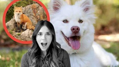 Un animale nato dall'incrocio di un cane e una volpe