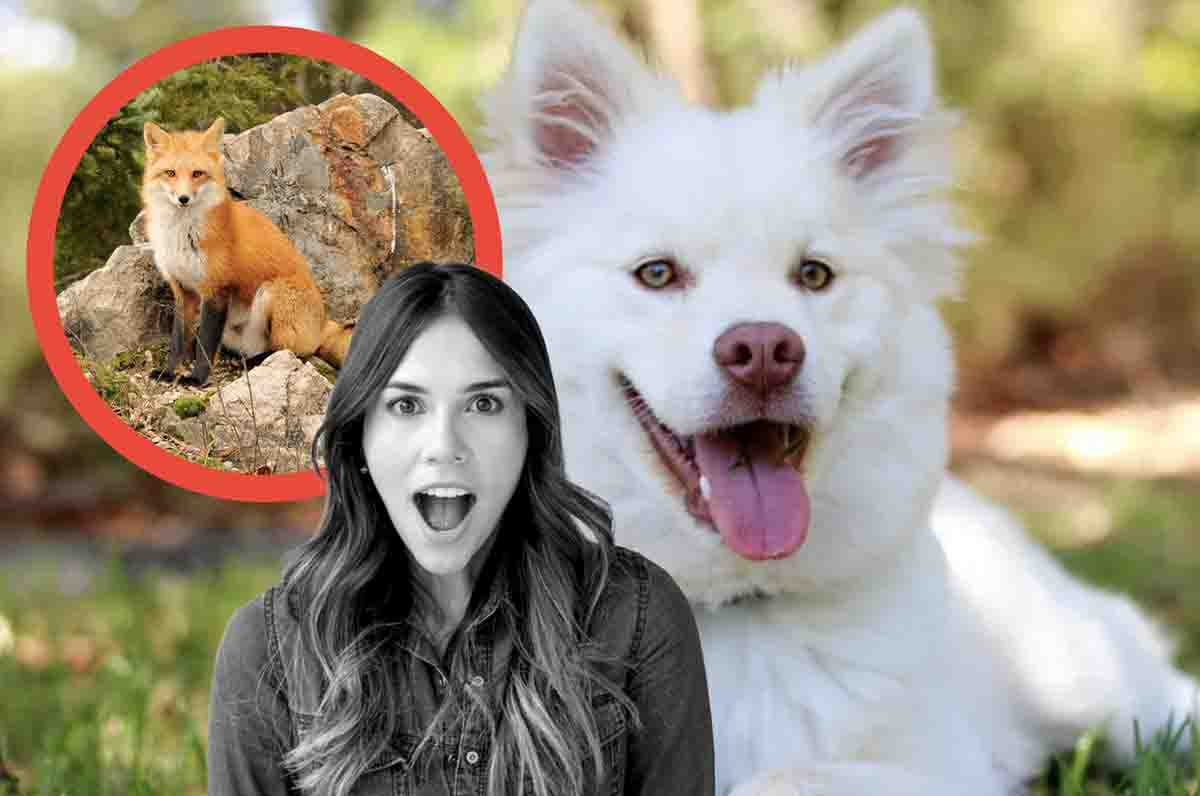 Un animale nato dall'incrocio di un cane e una volpe