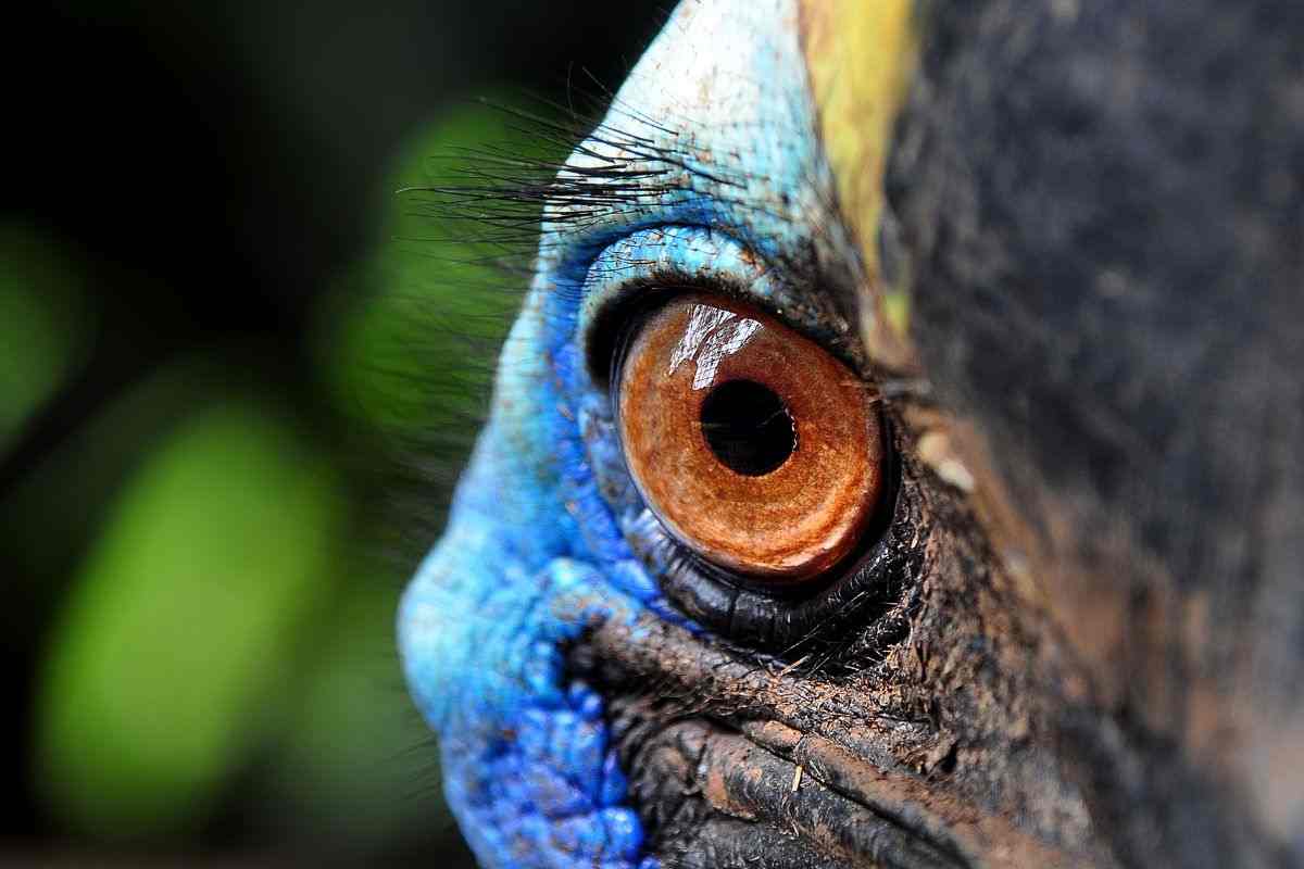 casuario: l'uccello più pericoloso al mondo