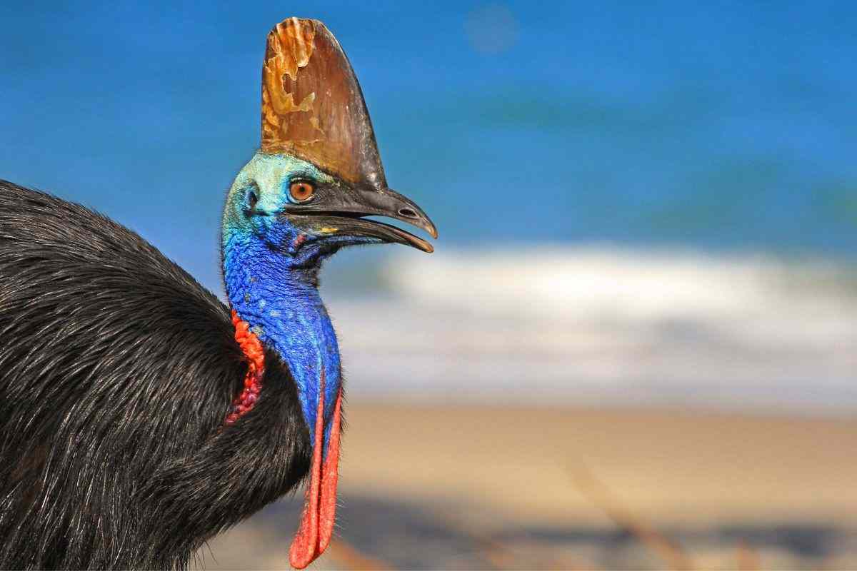casuario: cos'è?