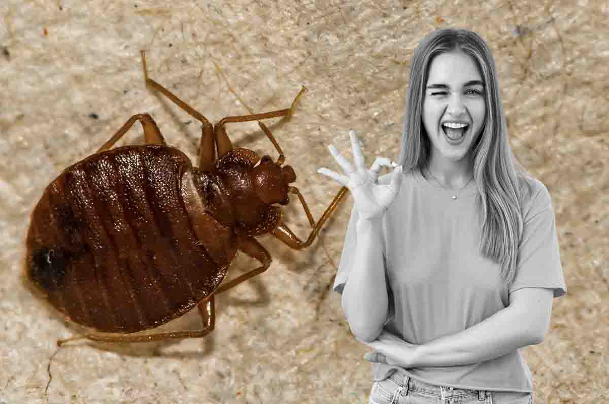 rimedi contro le cimici