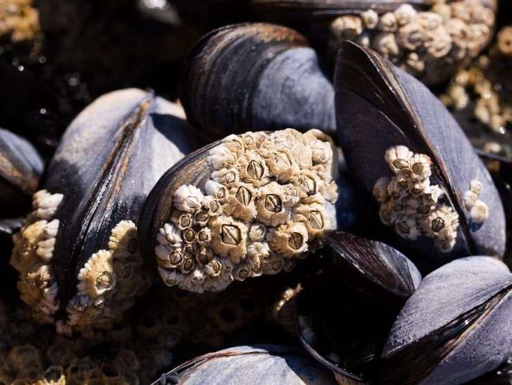 cozze parassiti