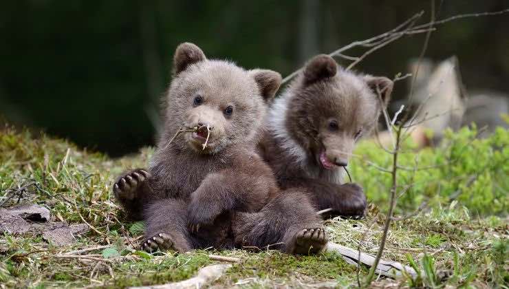 cuccioli di mamma orsa in pericolo