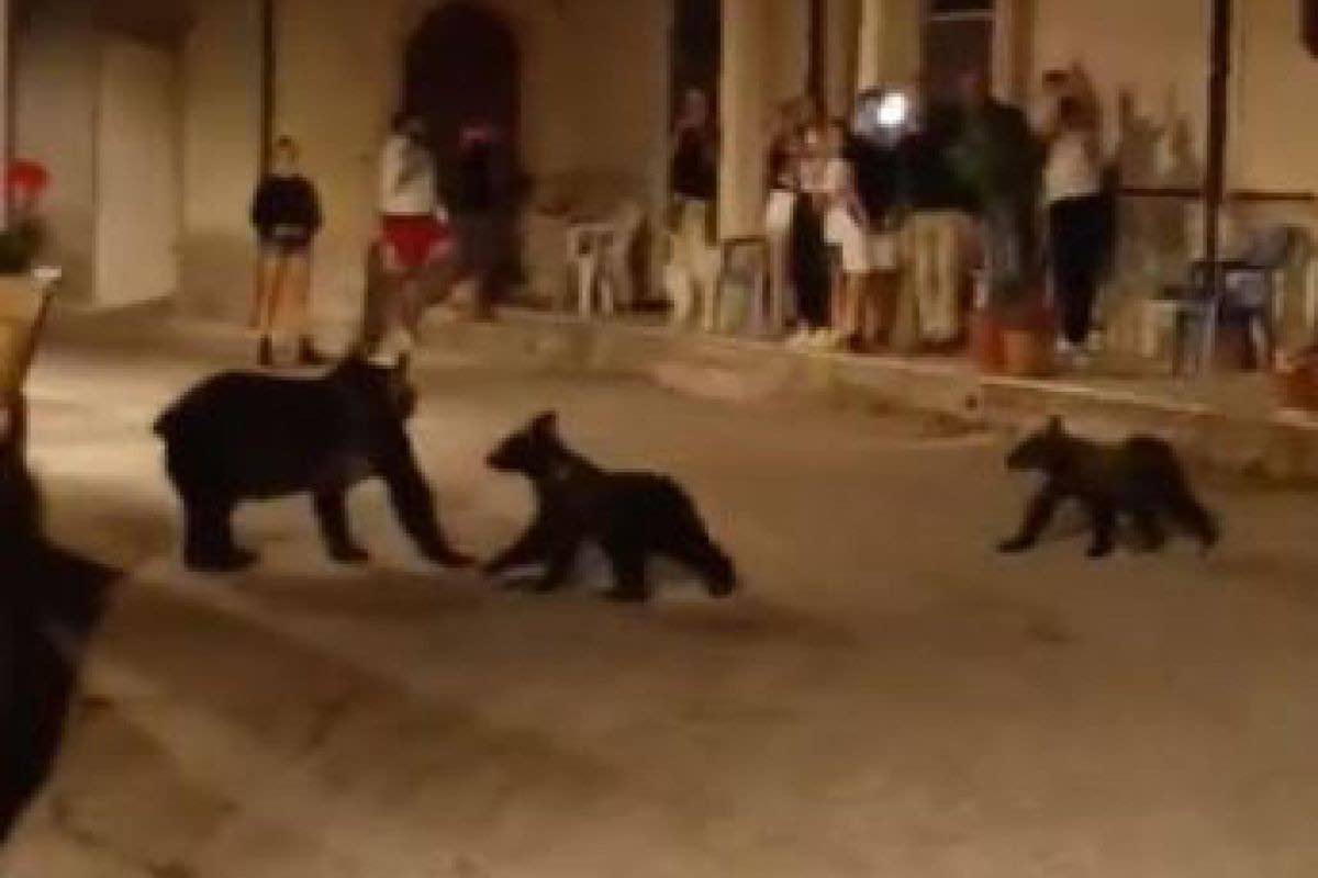 cuccioli di mamma orsa in pericolo
