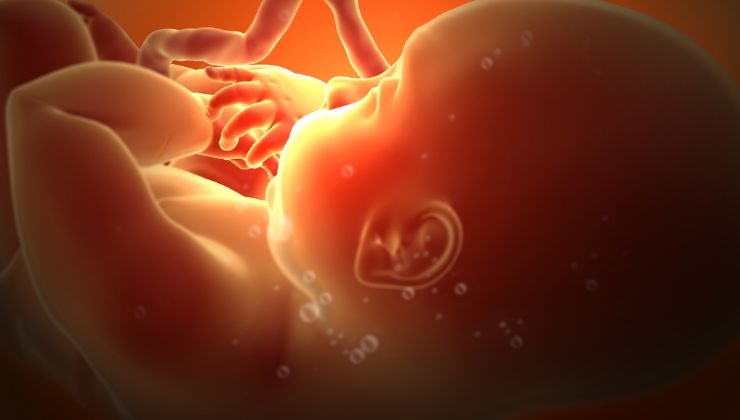 embrione umano senza ovuli e spermatozoi