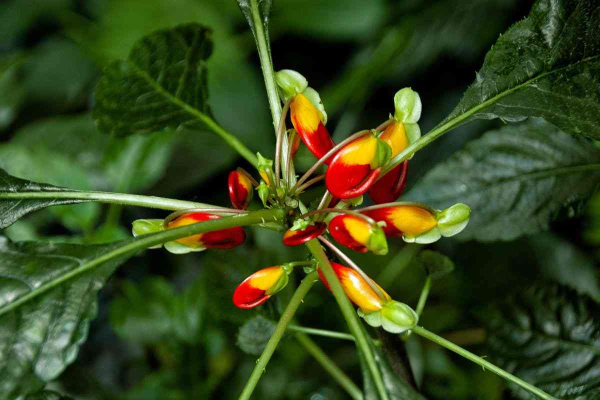 La “pianta dei pappagalli”