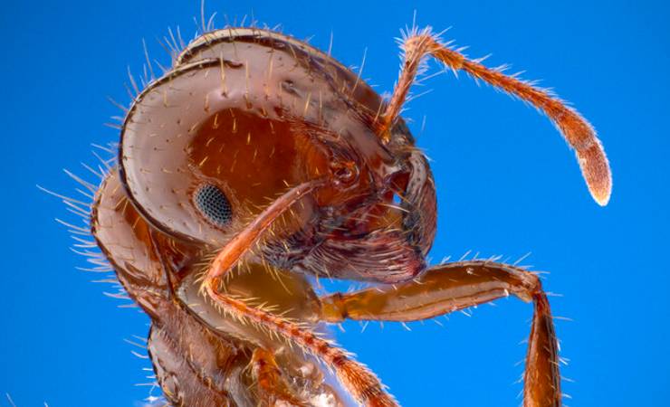 La chiamano formica di fuoco è ha già invaso l'Italia