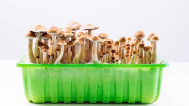 come coltivare funghi in casa
