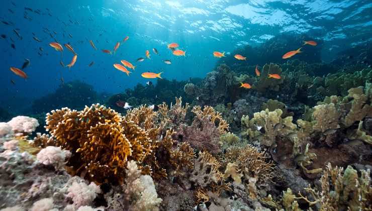 misterioso oggetto recuperato nell'oceano