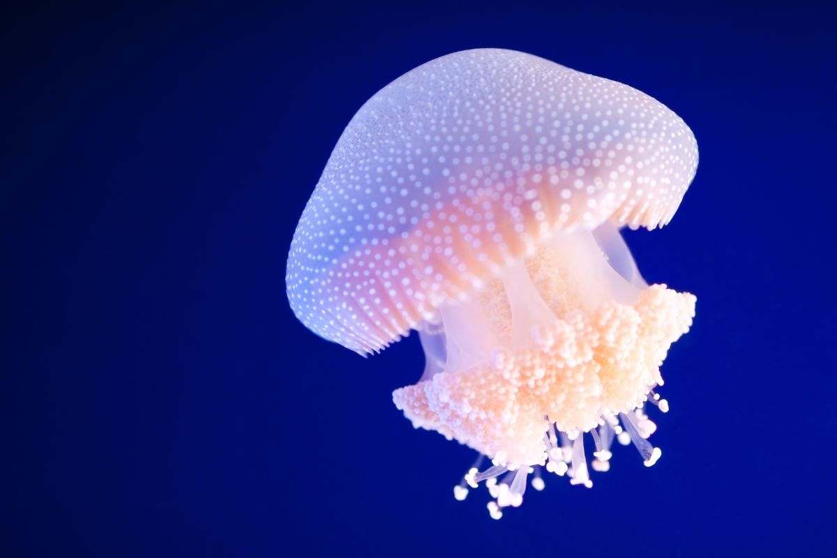 medusa originaria del Pacifico occidentale 