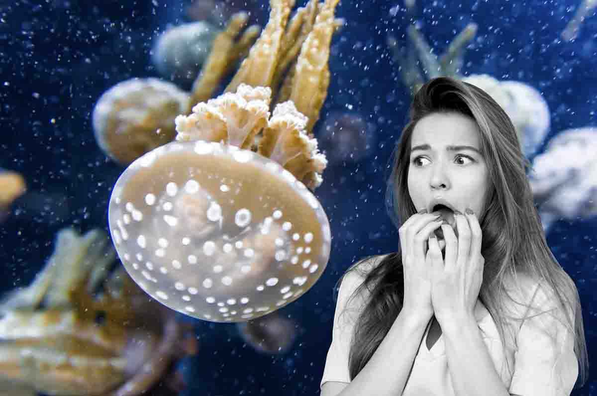 invasione medusa pois notizia