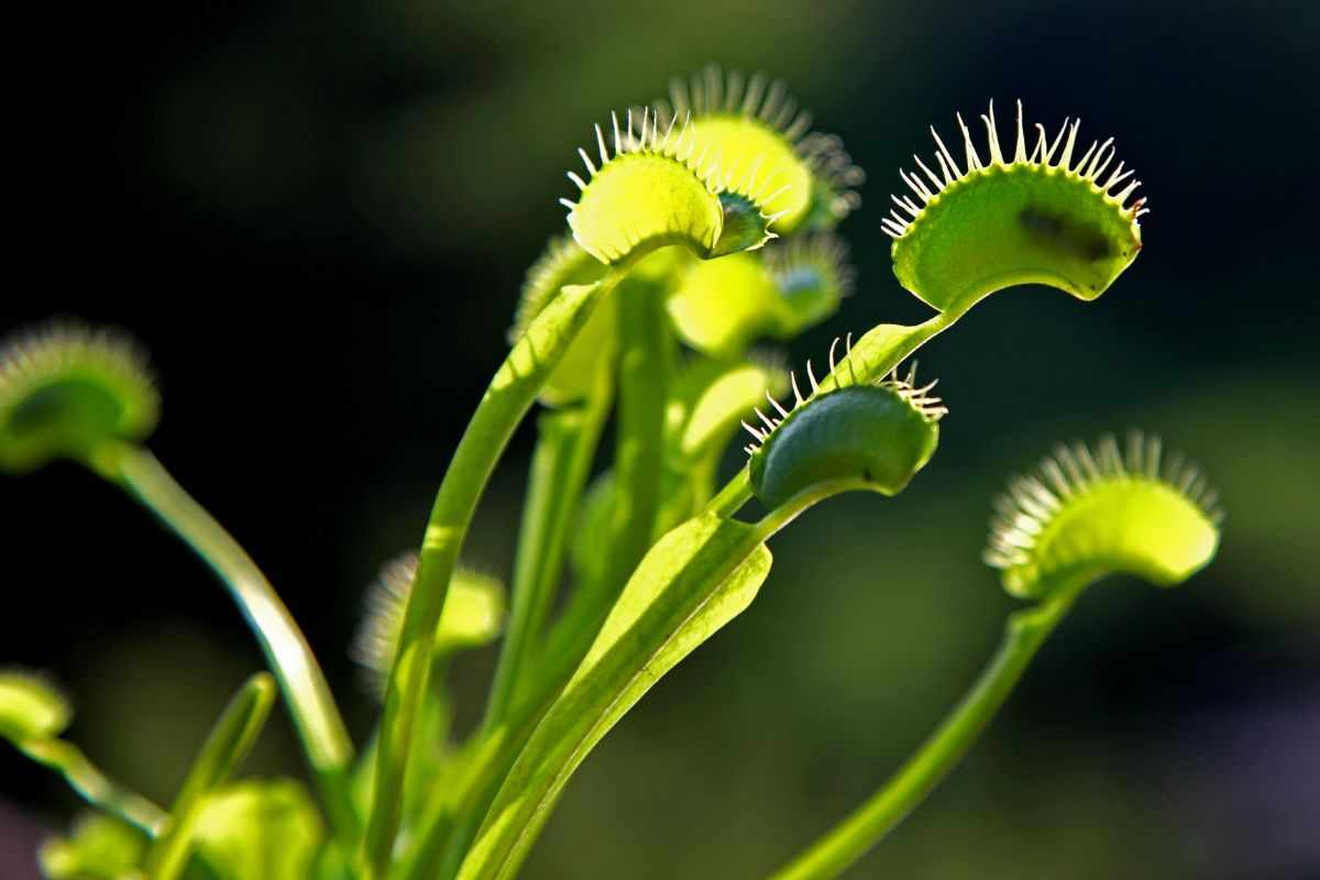 piante carnivore: quali sono adatte alla casa