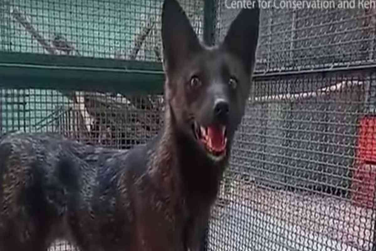 Dogmix, il primo cane lupo al mondo