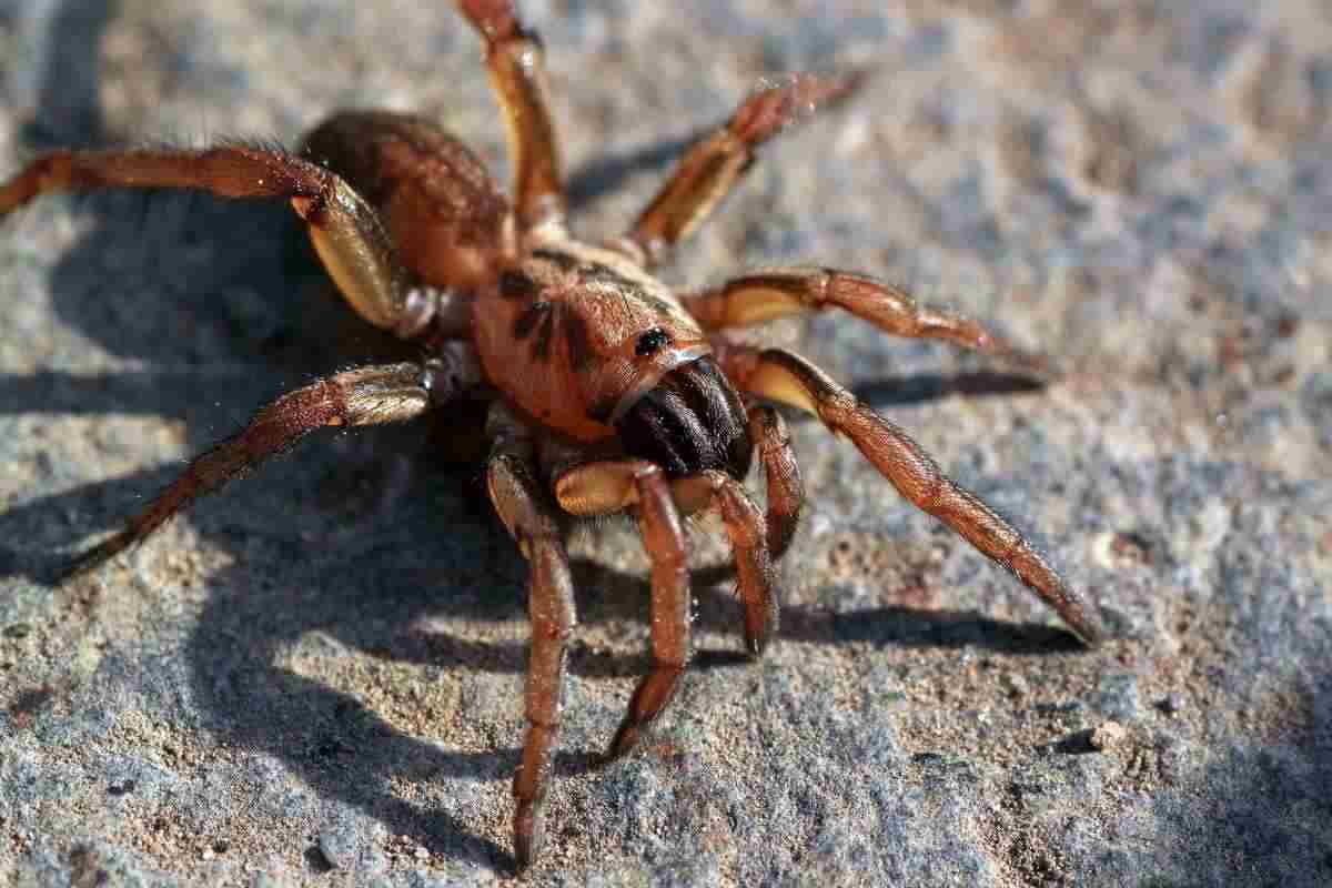 A unique spider has been found at the moment: experts believe so..