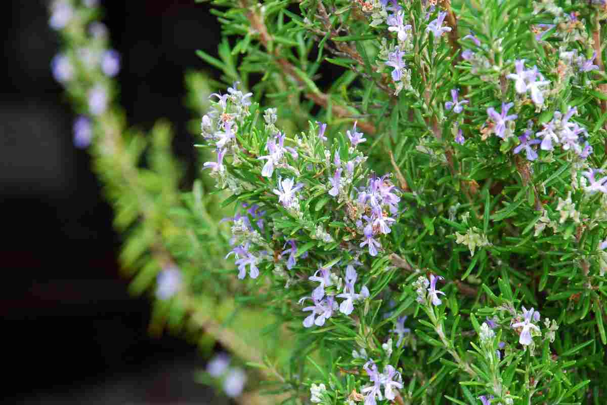 Il rosmarino viene piantato in primavera o autunno 