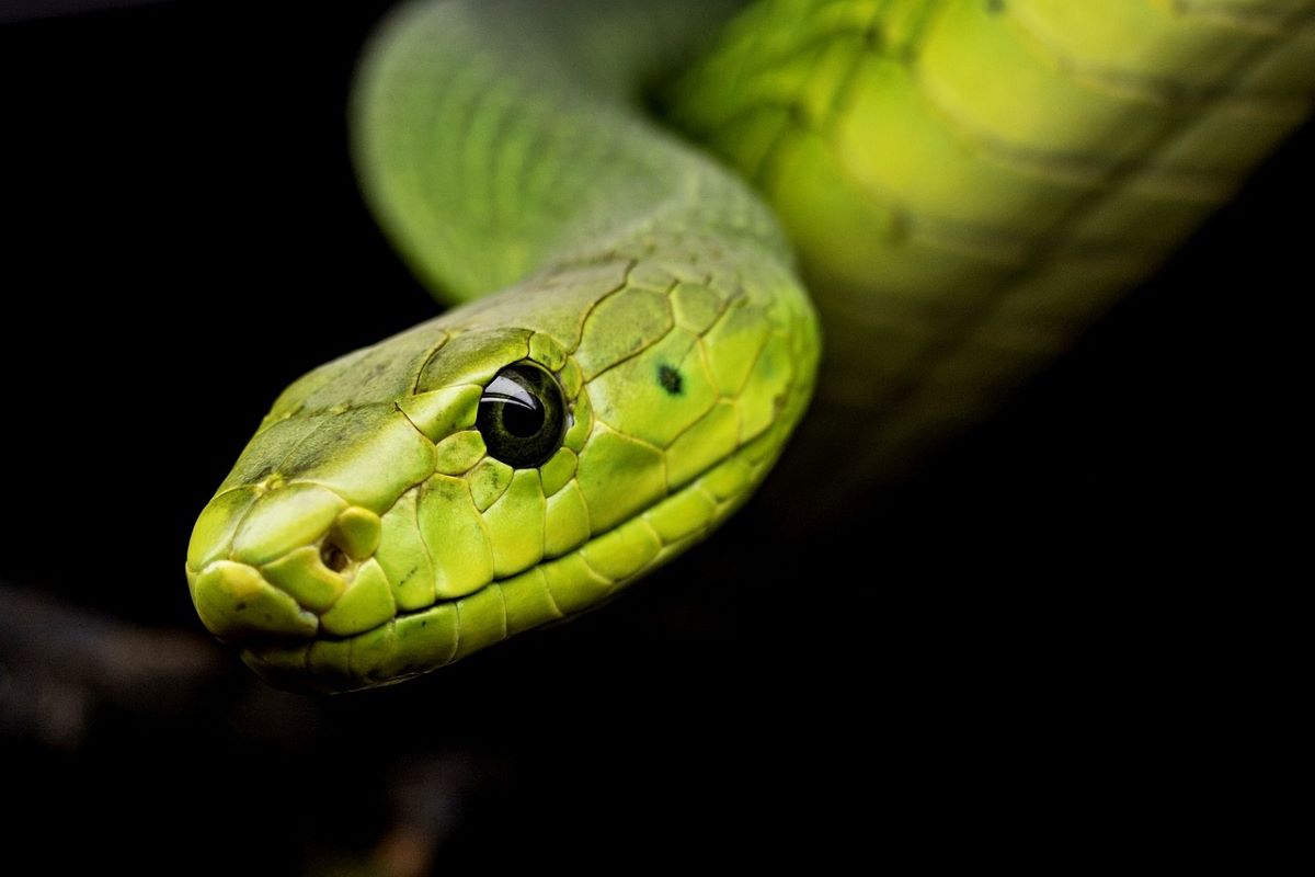 serpenti aumento morsi pericolosi come difendersi attacchi