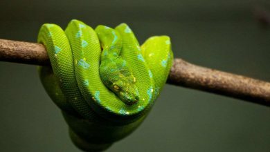 serpenti aumento morsi pericolosi come difendersi attacchi