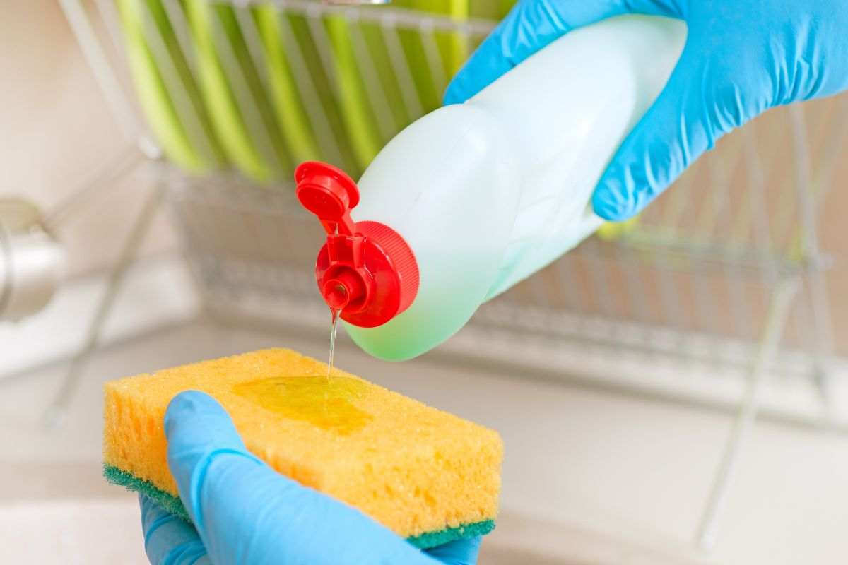Spugnetta per piatti: virus, parassiti e altri geni presenti sulla spugna.