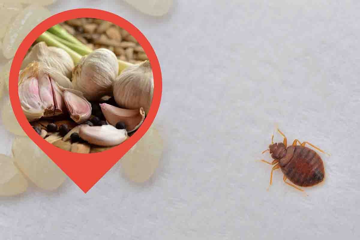 Cimici: ecco come allontanarle per sempre
