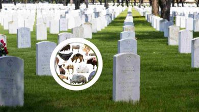 Morto l'animale più famoso di tutto il mondo