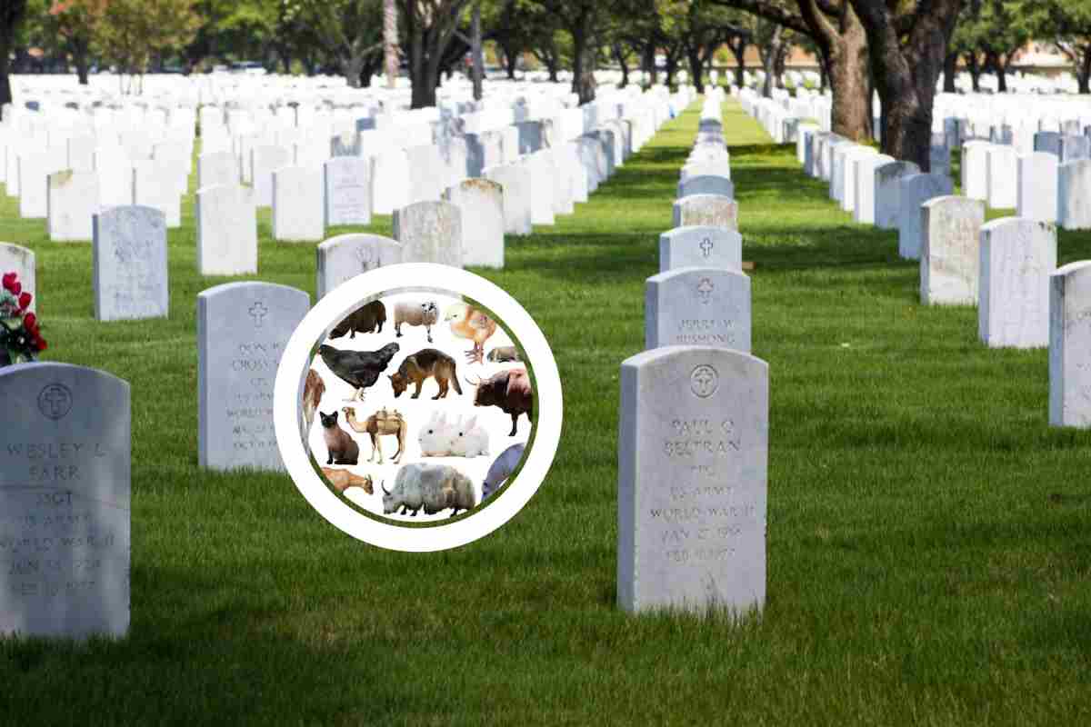 Morto l'animale più famoso di tutto il mondo