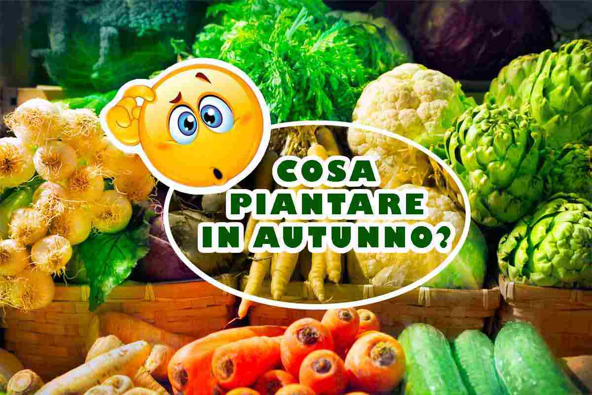 cosa piantare autunno ottobre