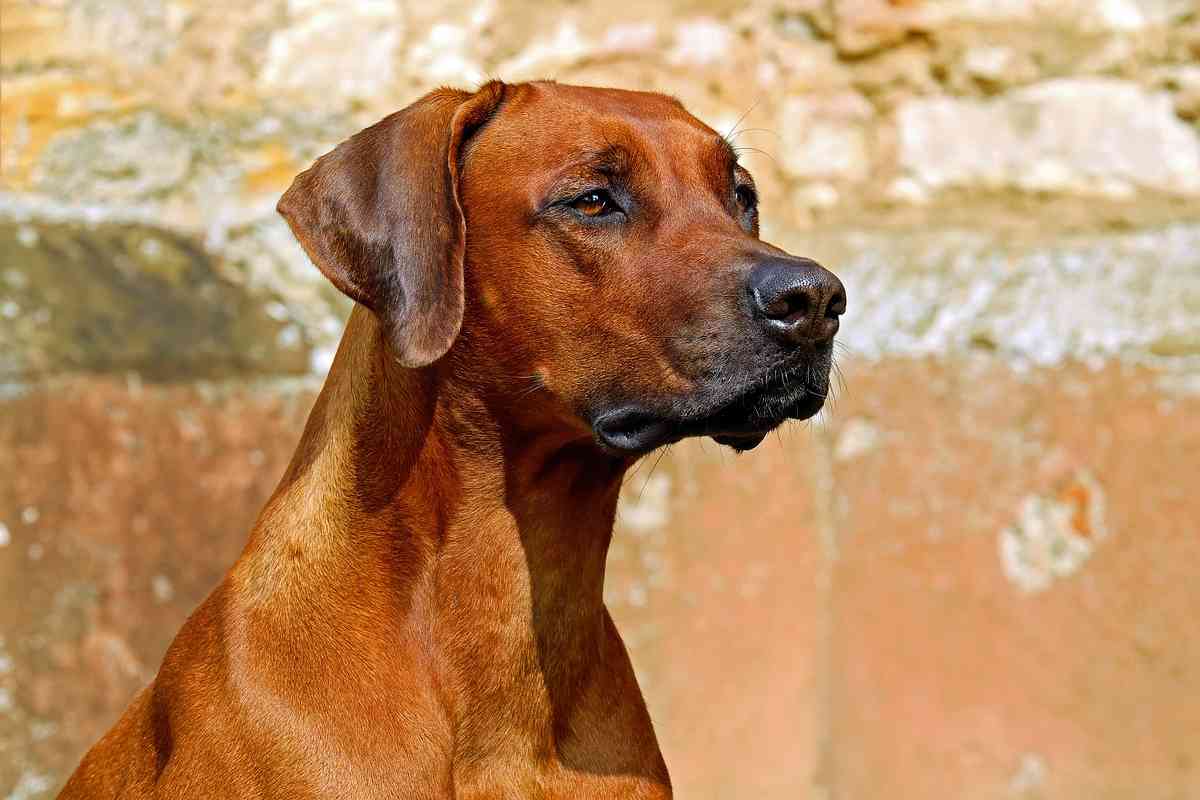 cosa succede quando lasci animale in casa