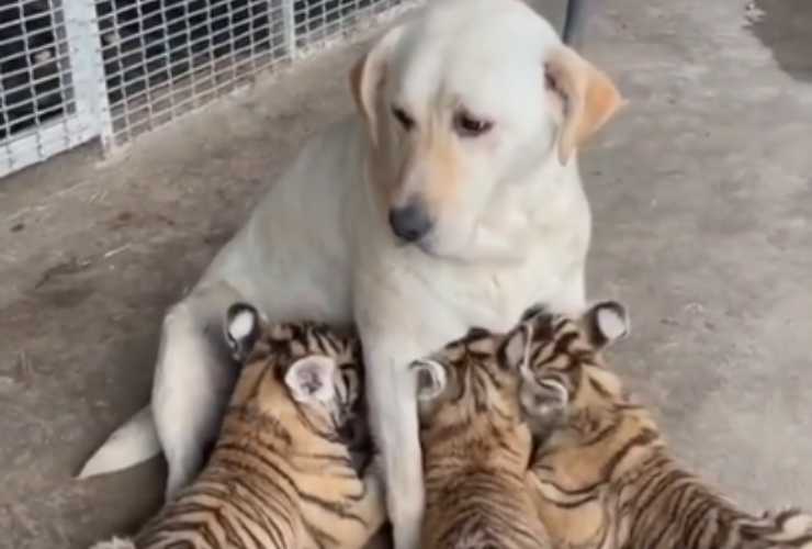 Cane mentre allatta cuccioli di tigre
