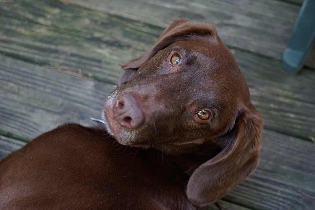 chippatura e sterilizzazione gratuita per cani e gatti: il progetto L’Erbolario