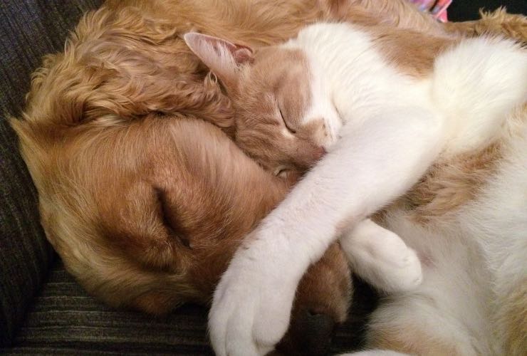 chippatura e sterilizzazione gratuita per cani e gatti: il progetto L’Erbolario