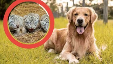 Cane si prende cura di alcune tigri