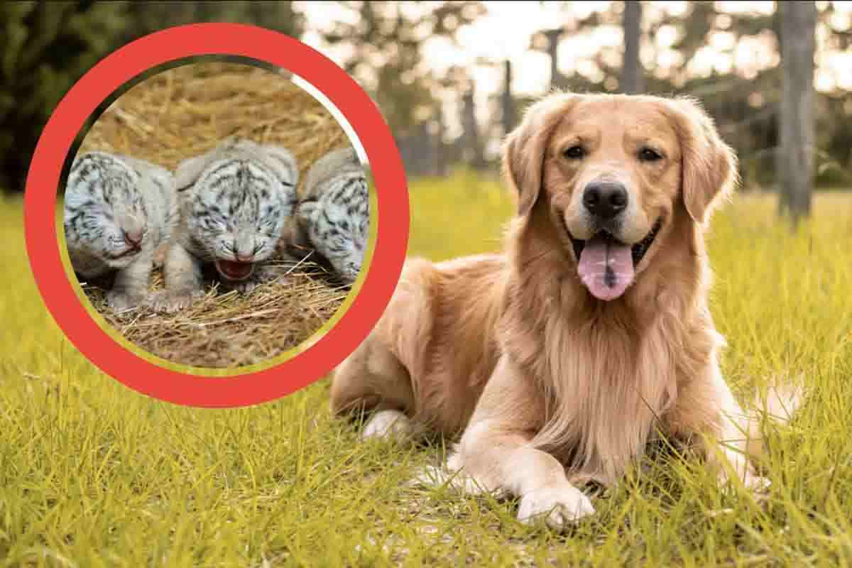 Cane si prende cura di alcune tigri