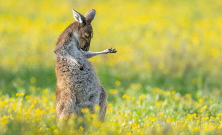 Canguro del concorso di comedy wild life photo