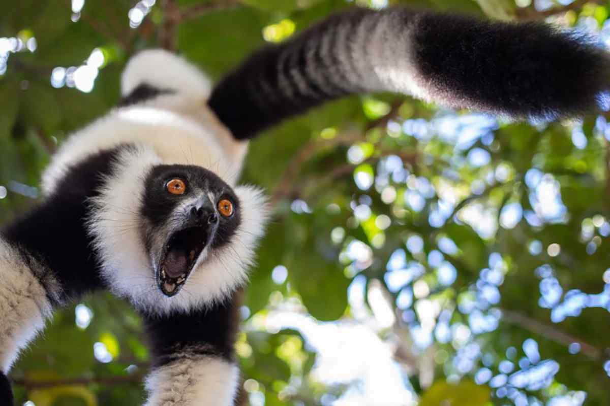 Foto finaliste di Wild life