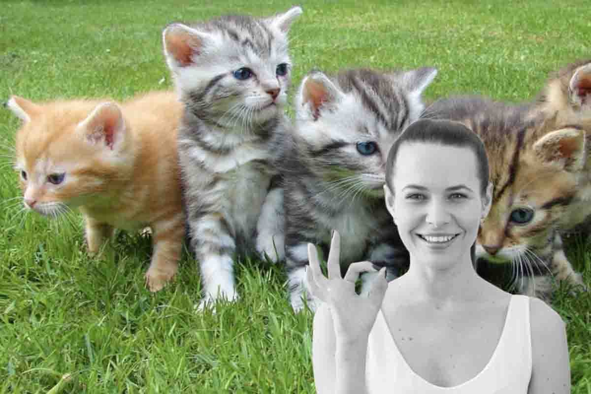 La città dei gatti