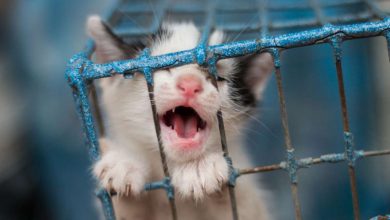 strage dei gatti dove è successa