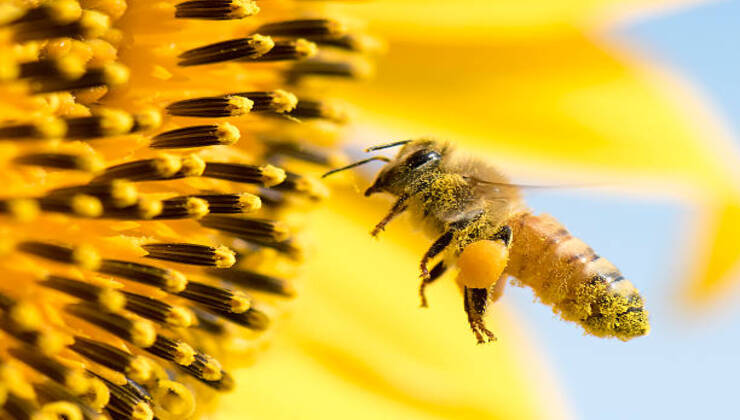 Impollinazione dell'ape