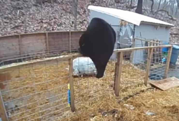 Orso scavalca