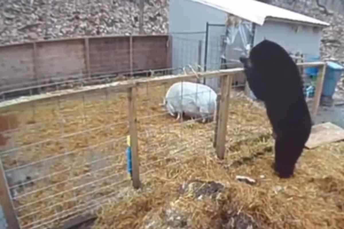 Orso punta maiali