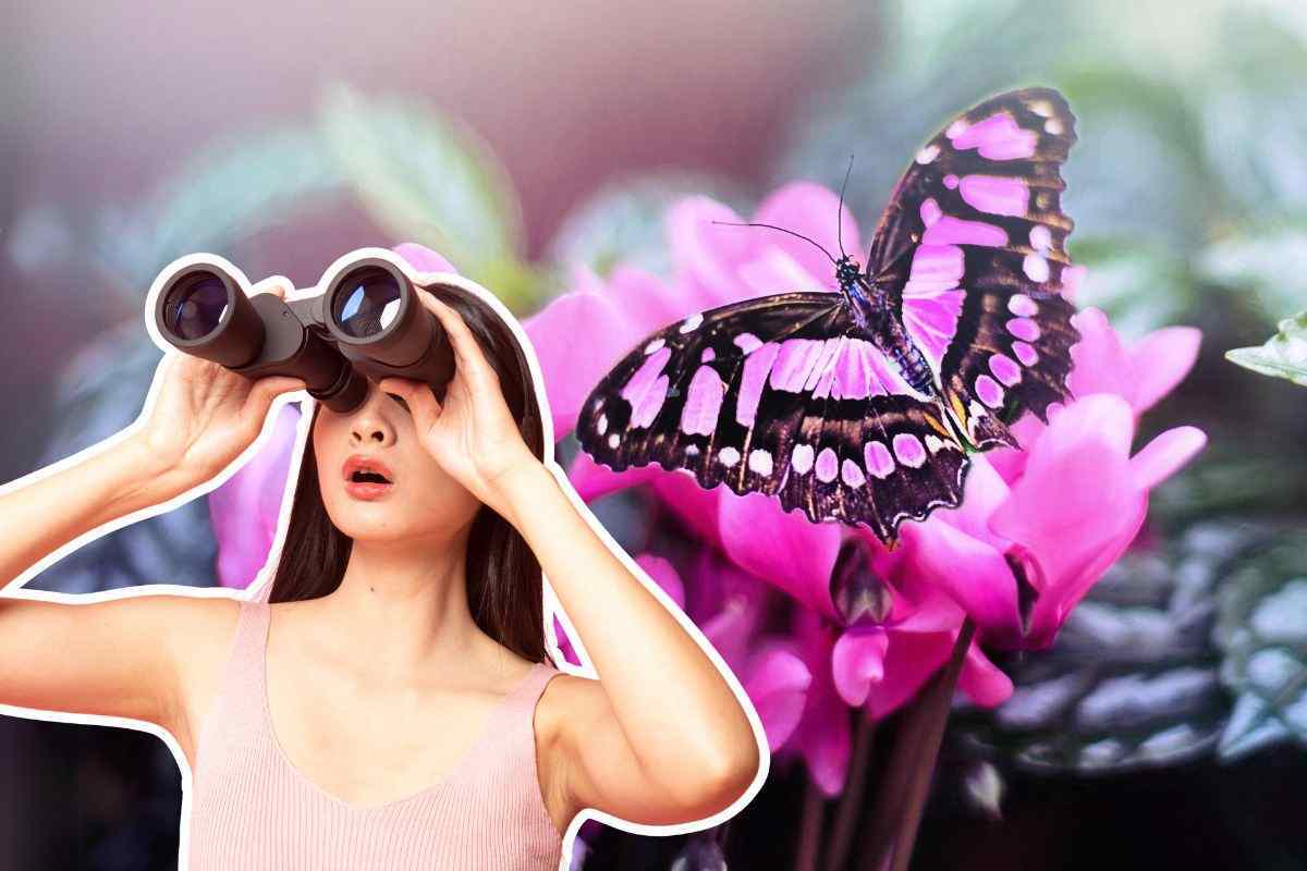 Perché le farfalle rischiano di sparire
