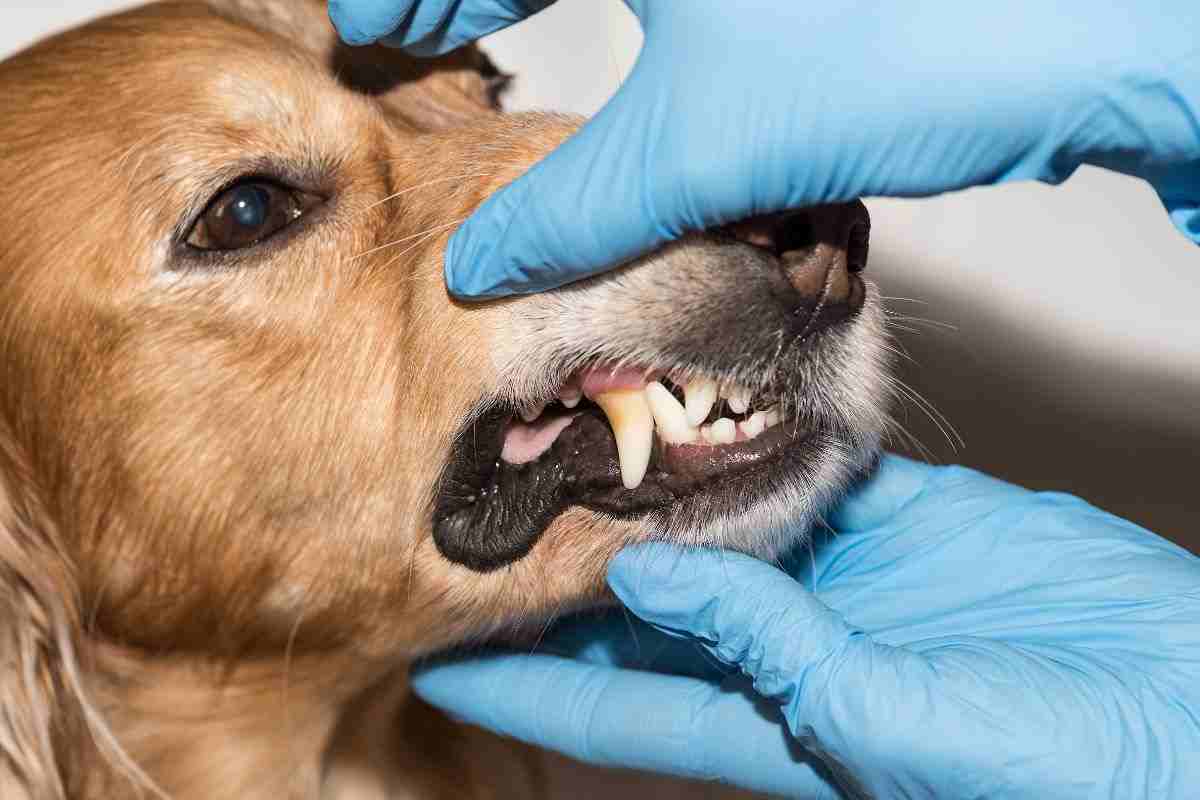 Padrone cane idea geniale per lavare i denti